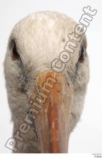 Black stork beak head 0001.jpg